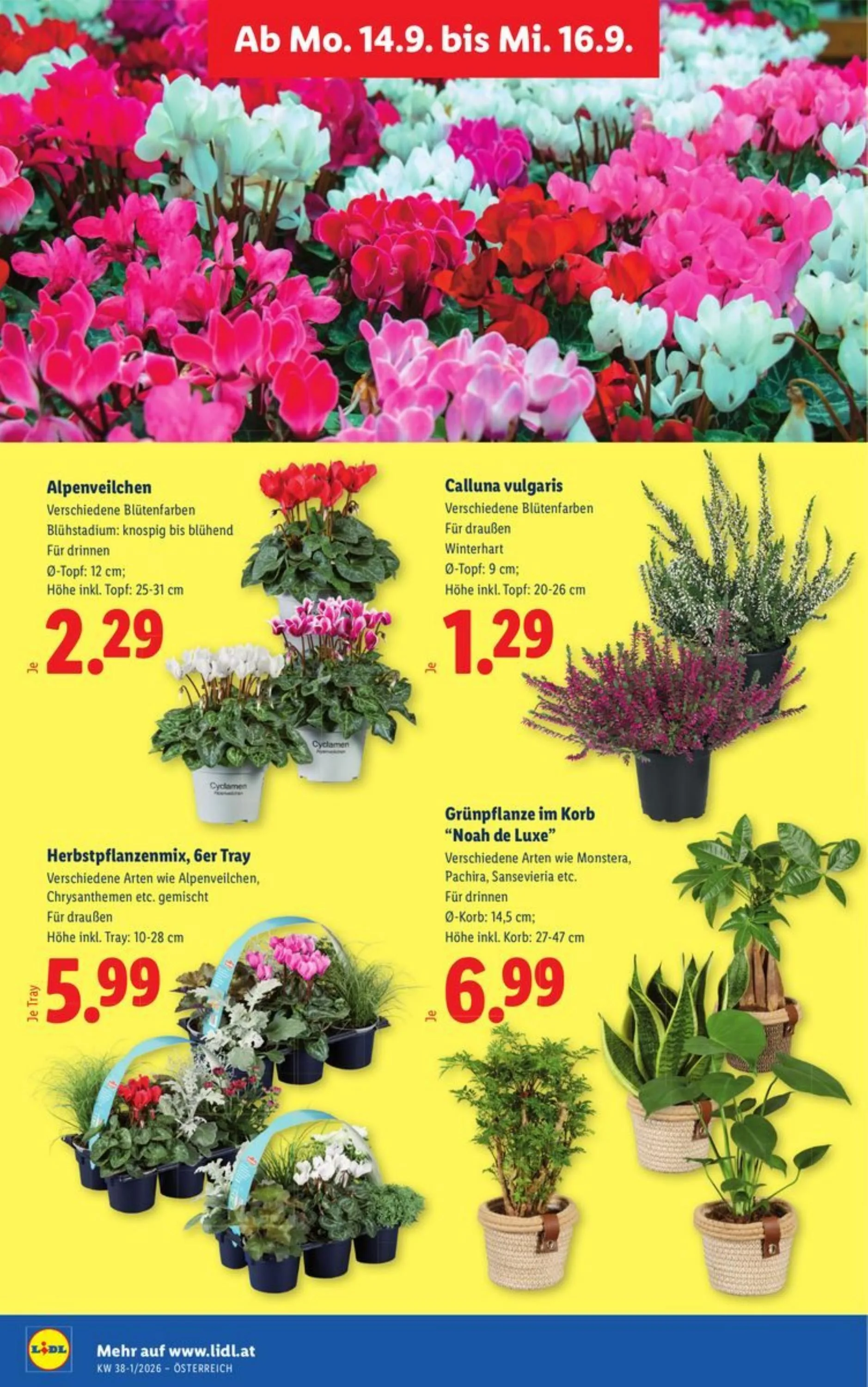 Lidl akciós újság Ausztria 09.10–09.16 – 31. oldal