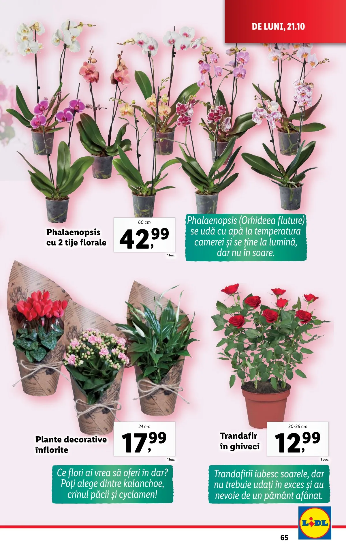 Lidl akciós újság Románia 10.21–10.27 – 65. oldal